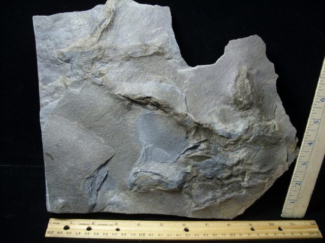DOUBLE DINOSAUR TRACK  (091421f)