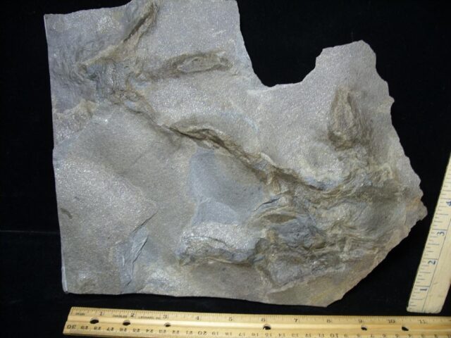 DOUBLE DINOSAUR TRACK  (091421f) - Image 2