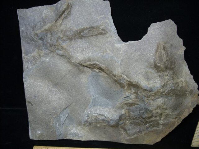 DOUBLE DINOSAUR TRACK  (091421f) - Image 3