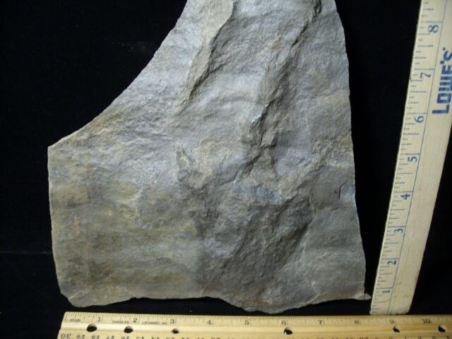 DINOSAUR TRACK  (091421k)* “SPECIAL – BELOW DEALER COST ” *