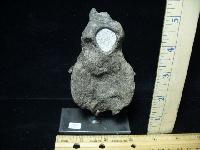 Ankylosaur Dinosaur Vertebra (091521a)---ON HOLD for BB, 09/15/21