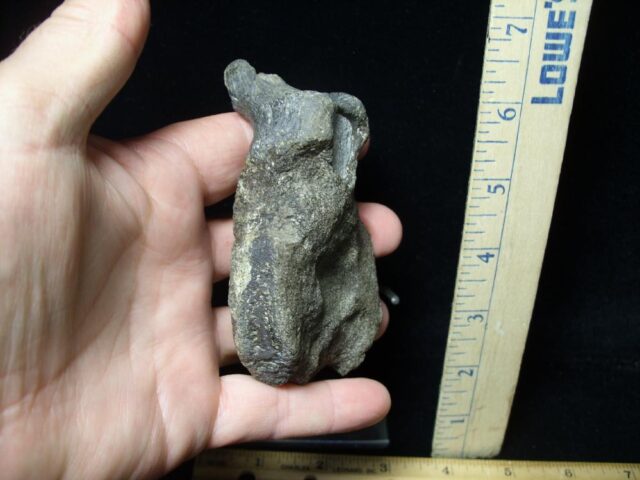 Ankylosaur Dinosaur Vertebra (091521a)---ON HOLD for BB, 09/15/21 - Image 4