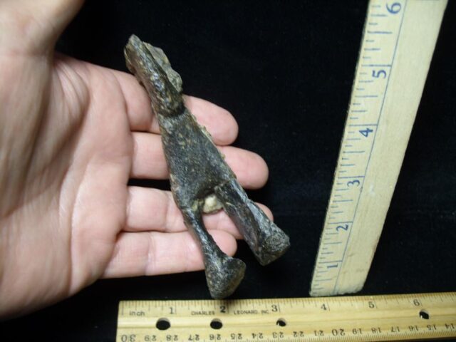 Allosaurus tail fossil (091521b) - Image 4