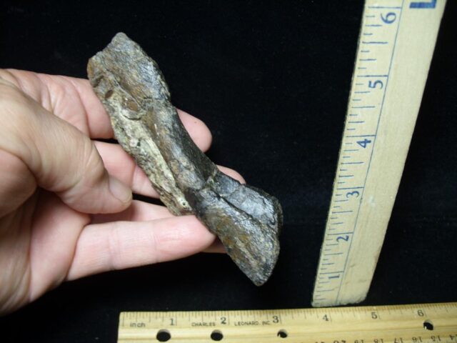 Allosaurus tail fossil (091521b) - Image 3