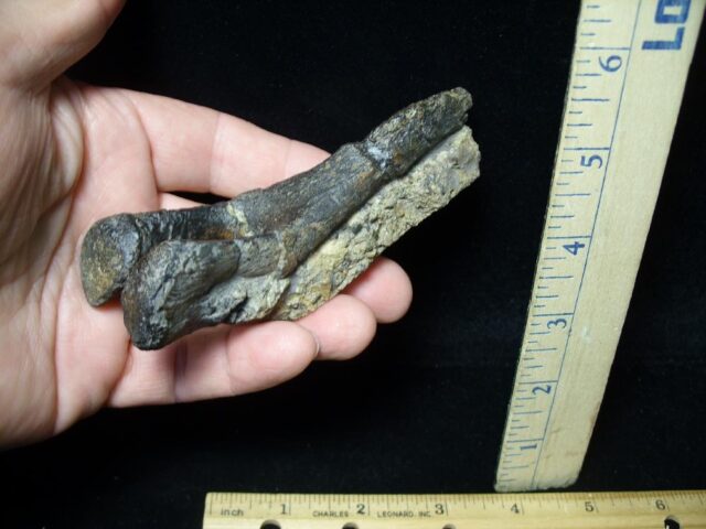 Allosaurus tail fossil (091521b)