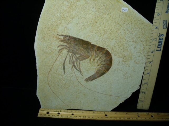 Large Fossil Shrimp Specimen (091521d)