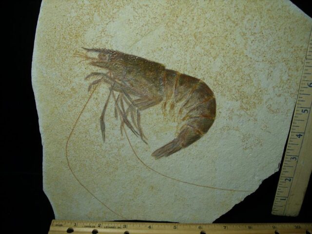 Large Fossil Shrimp Specimen (091521d) - Image 2