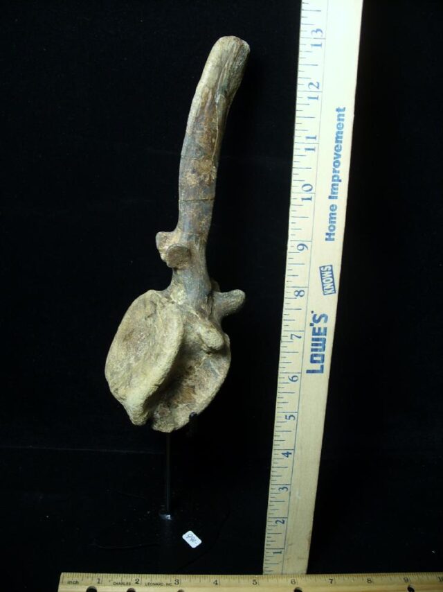 Brachylphosaur Dinosaur Tail Vertebra(091521h) - Image 3