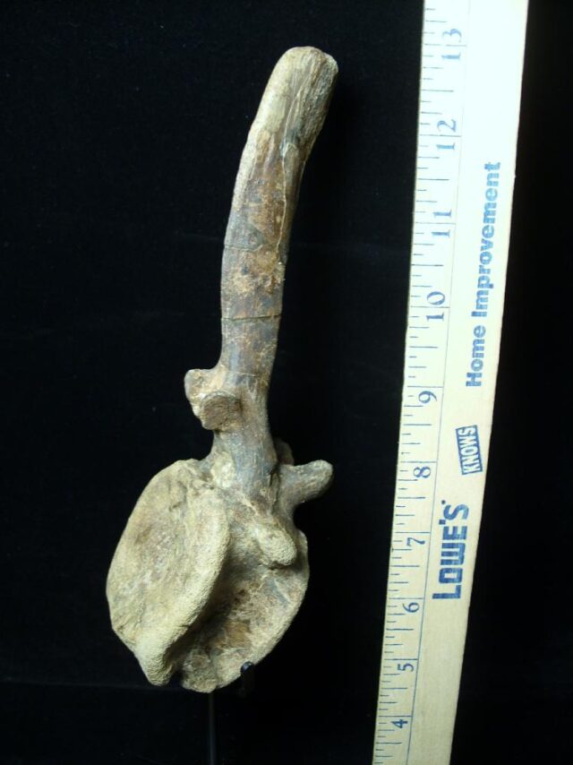 Brachylphosaur Dinosaur Tail Vertebra(091521h) - Image 2