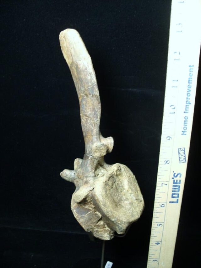 Brachylphosaur Dinosaur Tail Vertebra(091521h)
