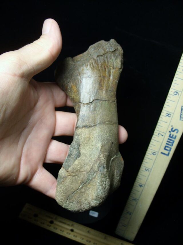 ***CHRISTMAS IS COMING SALE***  Edmontosaurus  Dinosaur Metatarsal (091521j) - Image 2