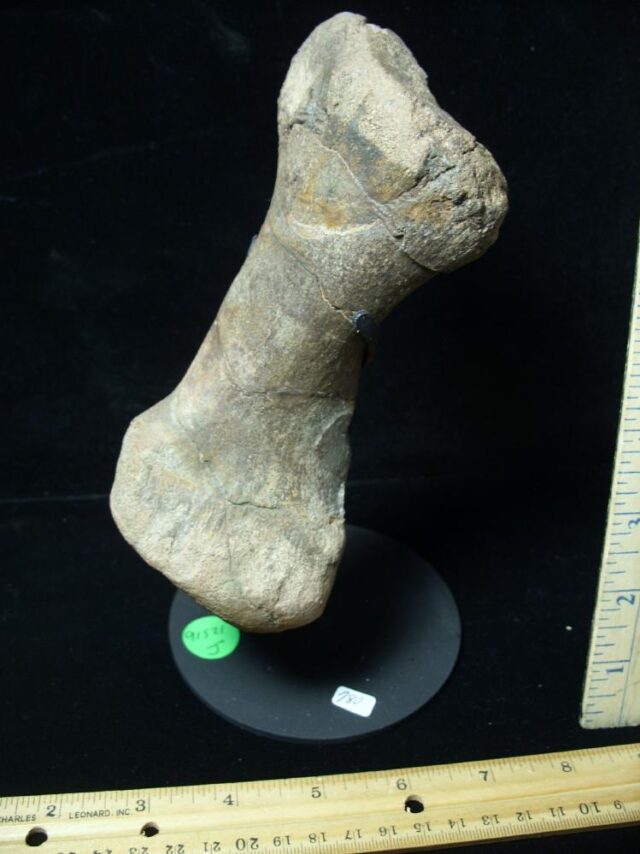 ***CHRISTMAS IS COMING SALE***  Edmontosaurus  Dinosaur Metatarsal (091521j)