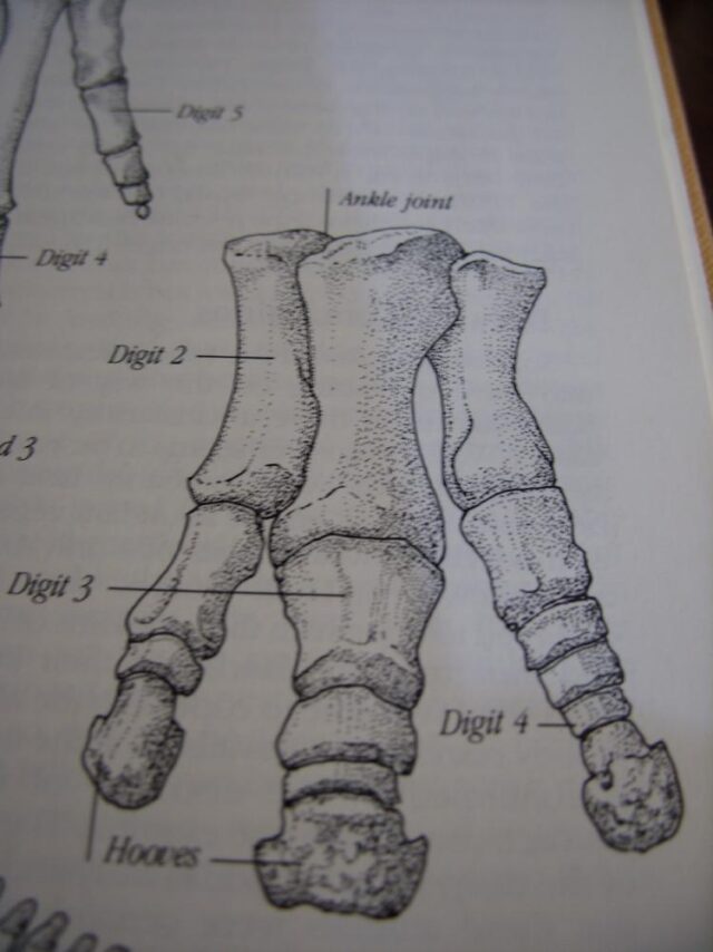 Large Edmontosaurus  Dinosaur Metatarsal (012823rs) - Image 2