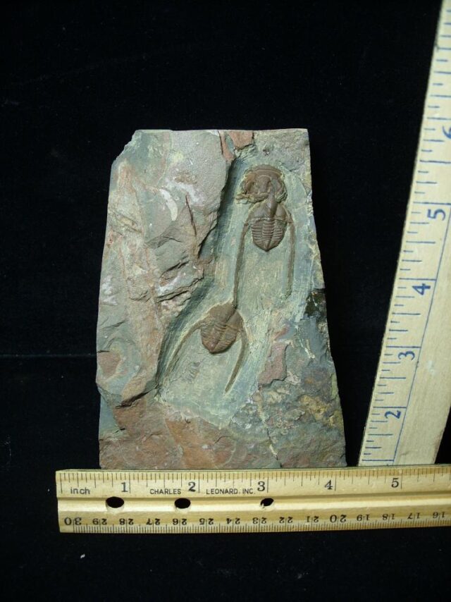Fossilized Ampyx Trilobites (091221b)