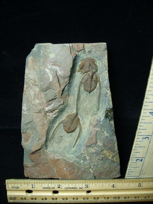 Fossilized Ampyx Trilobites (091221b) - Image 2