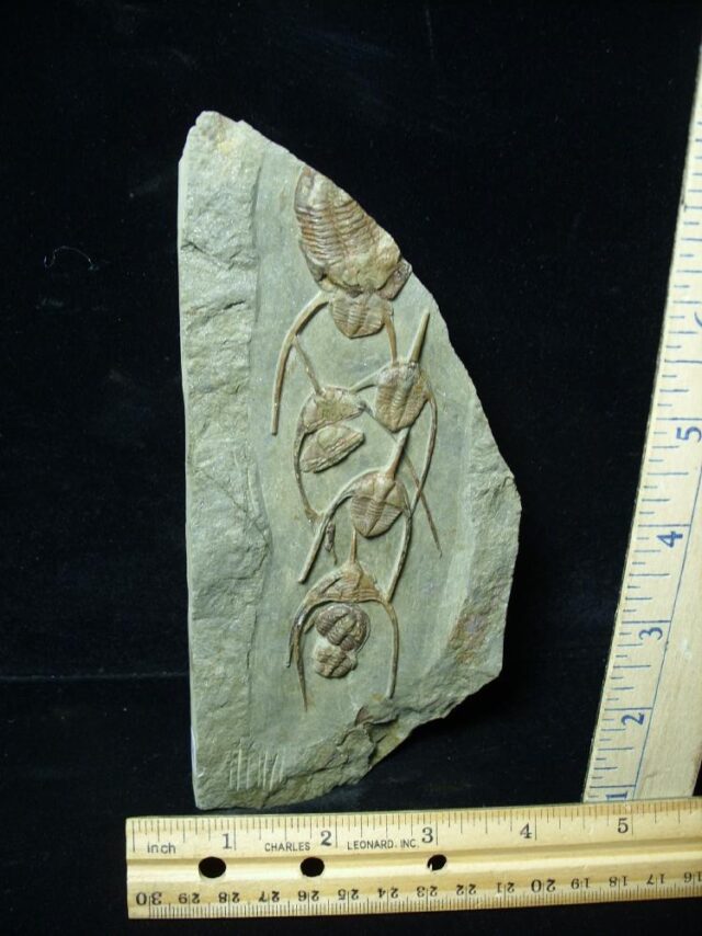 Fossilized Ampyx Trilobites  (091221d)