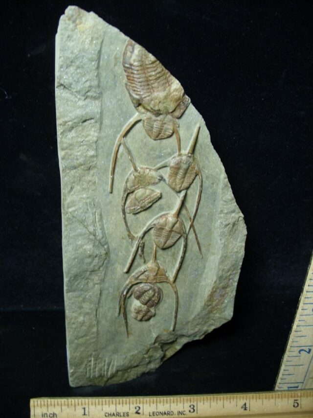 Fossilized Ampyx Trilobites  (091221d) - Image 2