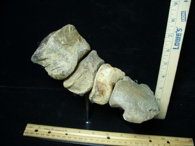 Large Hadrosaur “Duckbill Dinosaur” Toe Bones and Hoof (020125a)