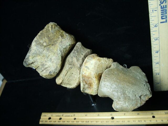 Large Hadrosaur “Duckbill Dinosaur” Toe Bones and Hoof (020125a) - Image 2