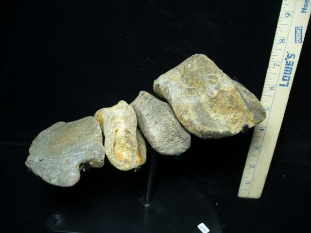Large Hadrosaur “Duckbill Dinosaur” Toe Bones and Hoof (020125a) - Image 3
