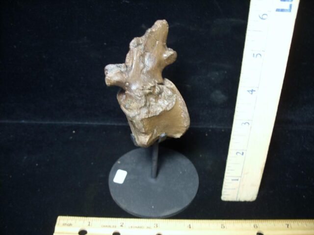 Pachycephalosaur Dinosaur Vertebra (091521p) - Image 2