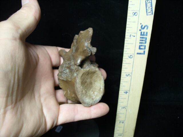 Pachycephalosaur Dinosaur Vertebra (091521p) - Image 3