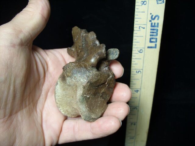 Pachycephalosaur Dinosaur Vertebra (091521p) - Image 4