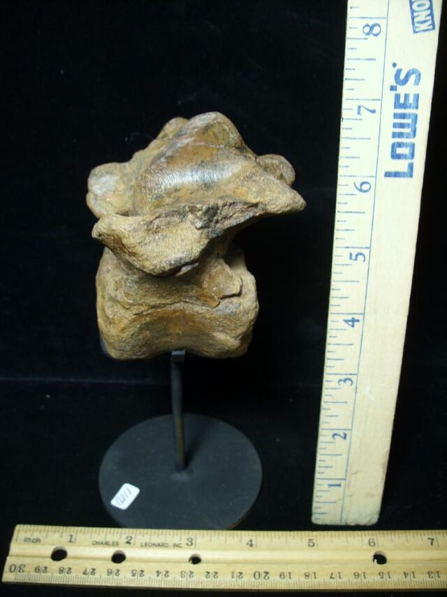 Pachycephalosaur Dinosaur Vertebra (091521r)