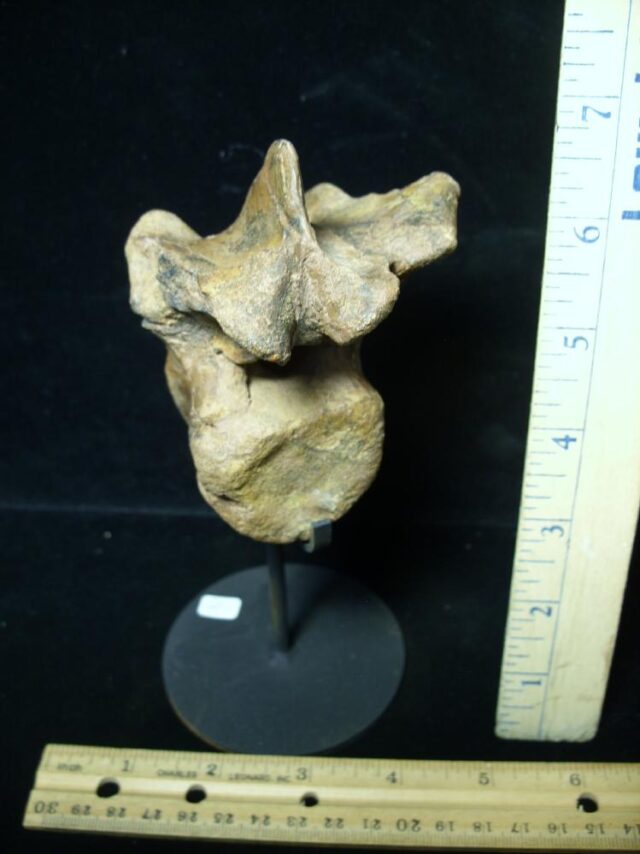 Pachycephalosaur Dinosaur Vertebra (091521r) - Image 2