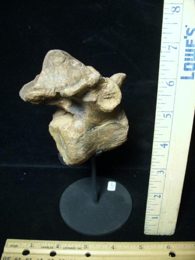 Pachycephalosaur Dinosaur Vertebra (091521r) - Image 3