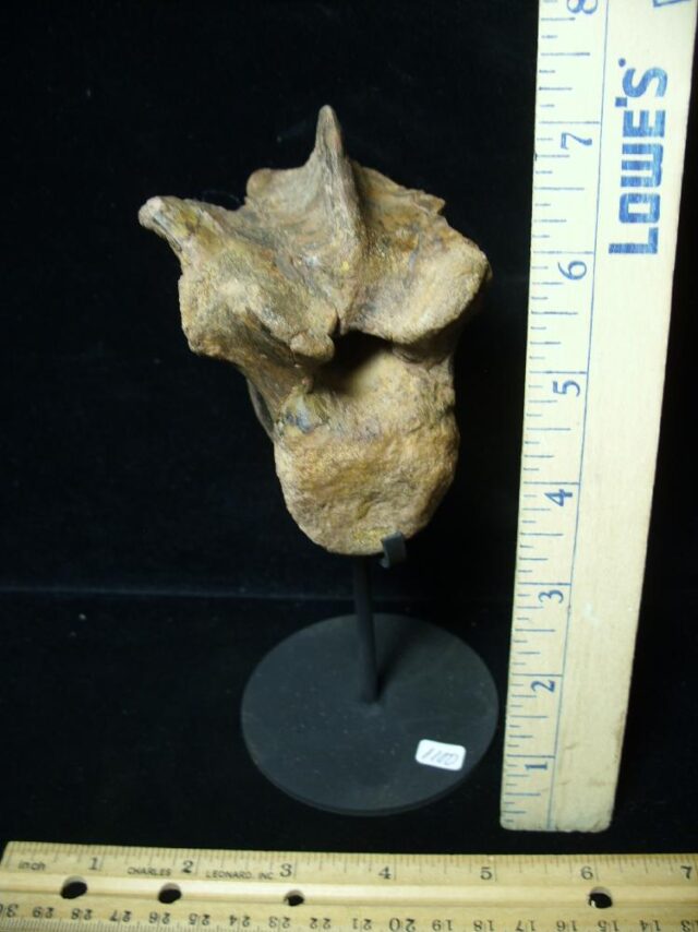 Pachycephalosaur Dinosaur Vertebra (091521r) - Image 4