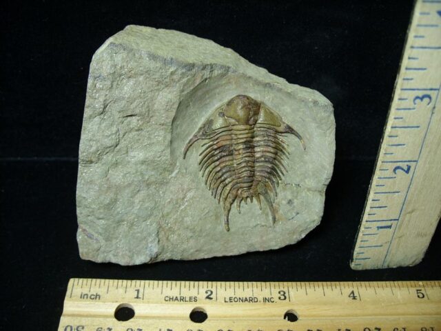 Fossilized Trilobite – Foulonia (091721a)