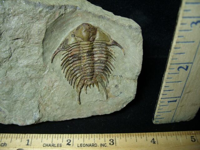 Fossilized Trilobite – Foulonia (091721a) - Image 2