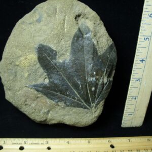 Fossil Sycamore Leaf  (091721c)