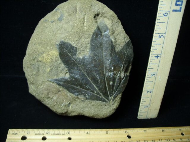 Fossil Sycamore Leaf  (091721c)