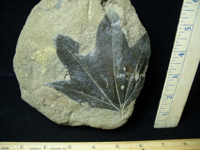 Fossil Sycamore Leaf  (091721c) - Image 2