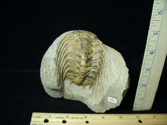 Selenopeltis Fossil Trilobite (091721e)