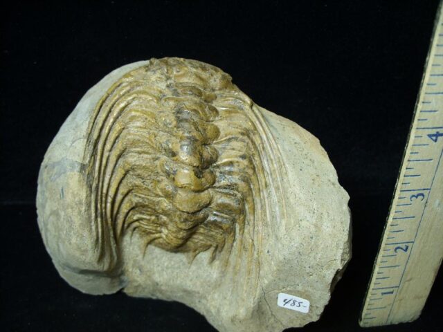 Selenopeltis Fossil Trilobite (091721e) - Image 2