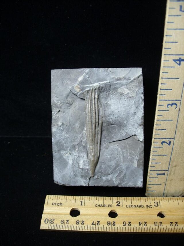 Fossilized Crinoid from Canada  (091721g)