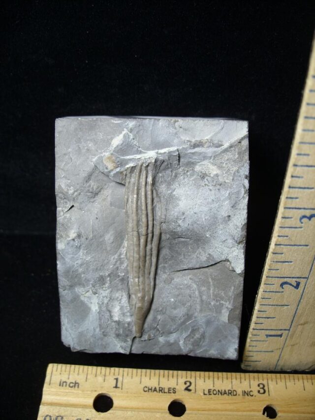 Fossilized Crinoid from Canada  (091721g) - Image 2