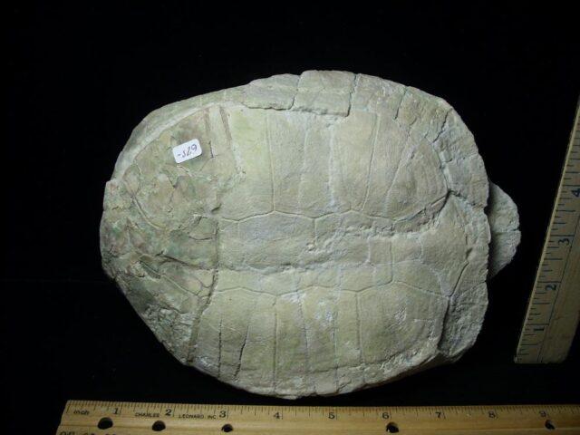 Fossil Pond Turtle  (091721h)