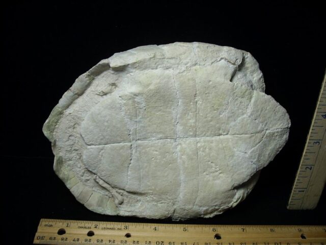 Fossil Pond Turtle  (091721h) - Image 2