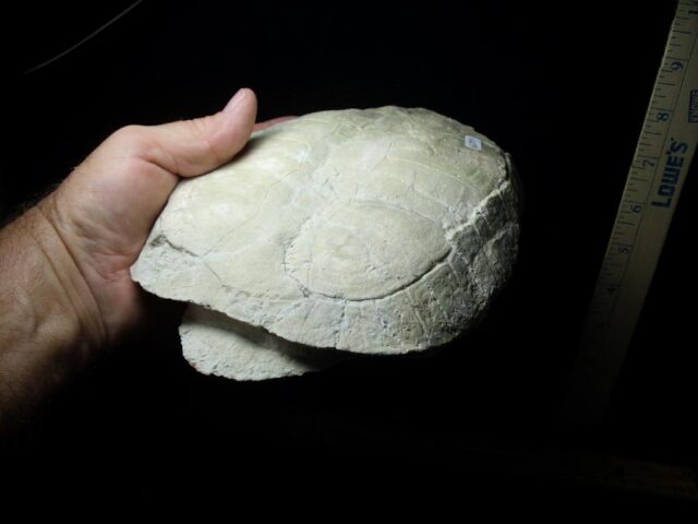 Fossil Pond Turtle  (091721h) - Image 3