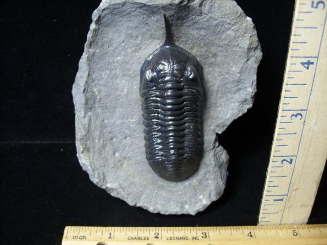 Fossilized Trilobite – Morocconites  (091721n)