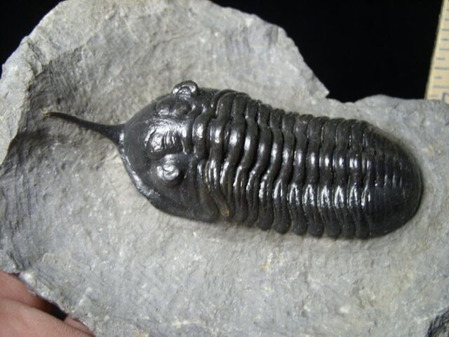 Fossilized Trilobite – Morocconites  (091721n) - Image 2