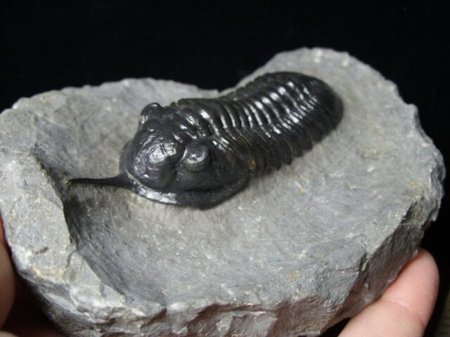 Fossilized Trilobite – Morocconites  (091721n) - Image 3