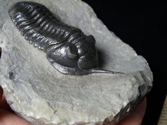 Fossilized Trilobite – Morocconites  (091721n) - Image 4