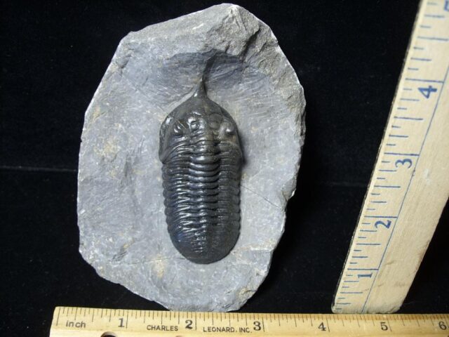 Fossilized Trilobite – Morocconites  (091721r)