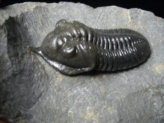 Fossilized Trilobite – Morocconites  (091721r) - Image 2