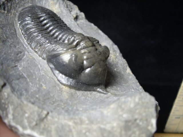 Fossilized Trilobite – Morocconites  (091721r) - Image 3